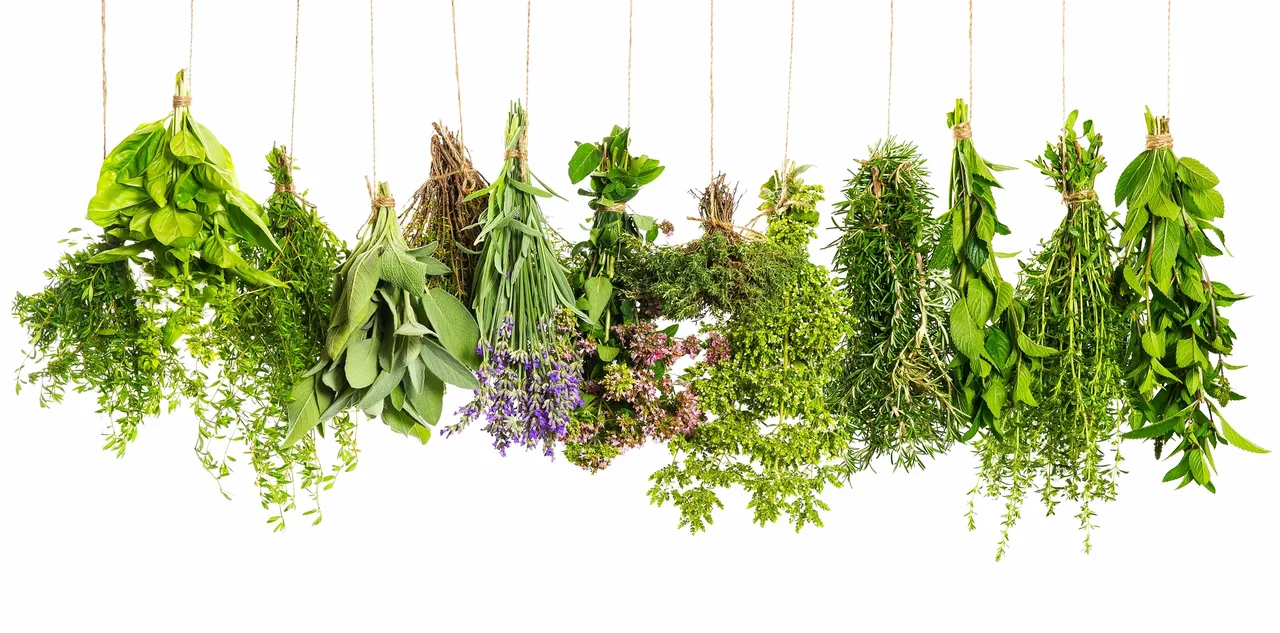 Bundles of herbs hanging to dry.
