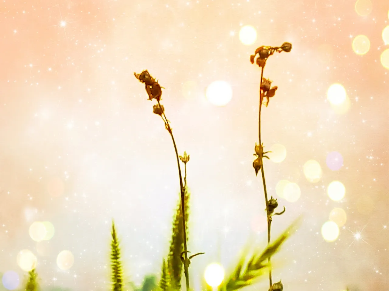 Two delicate flower buds with glowing bokeh background.