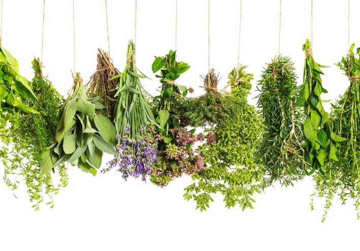 Hanging bundles of various fresh herbs.