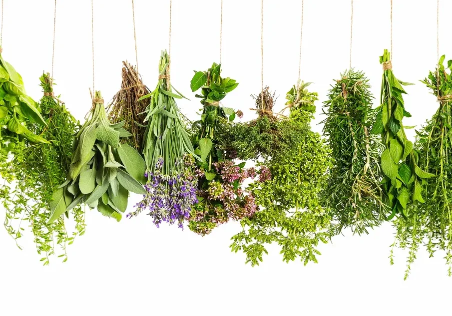 Bundles of herbs hanging to dry.