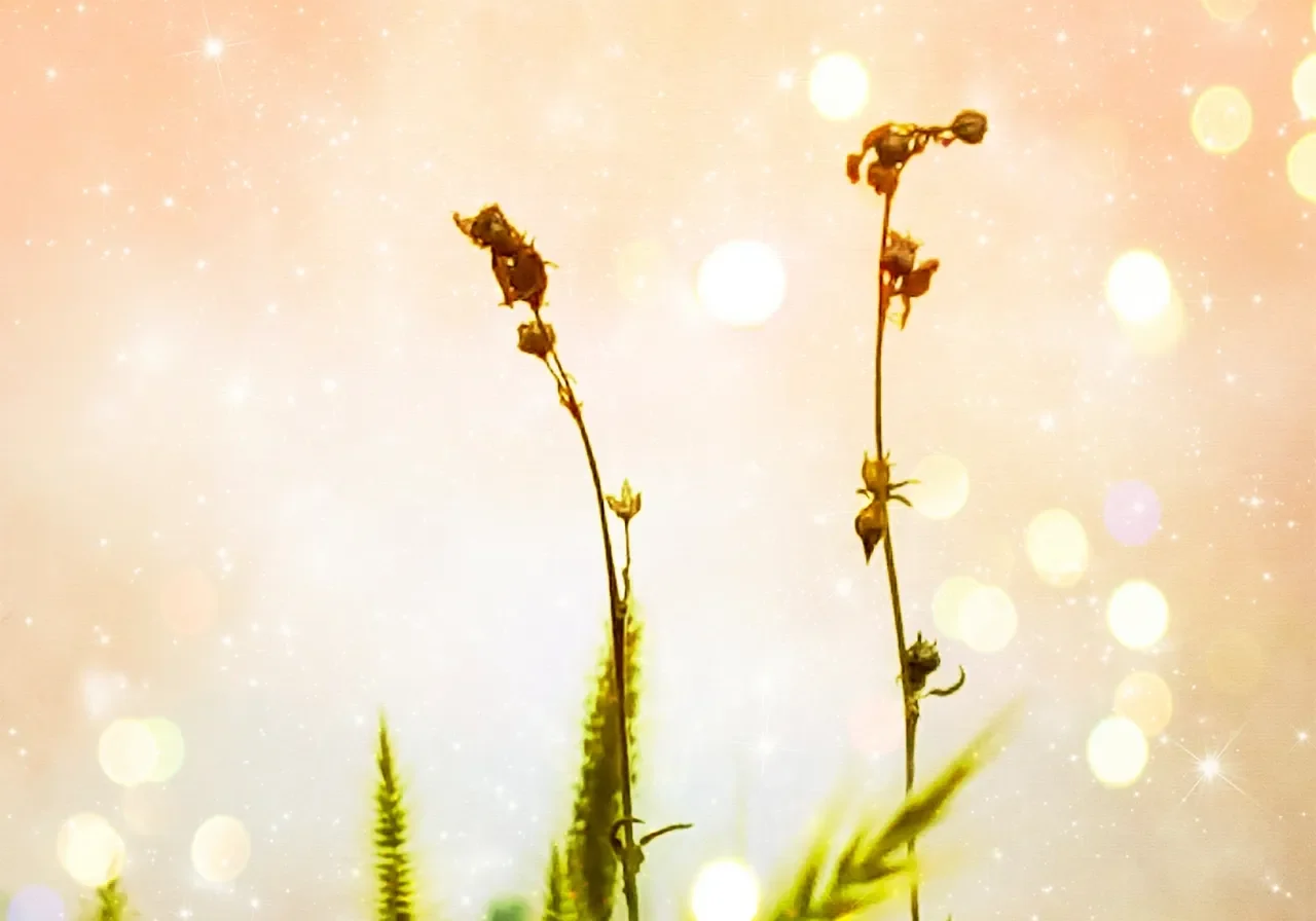 Two delicate flower buds with glowing bokeh background.